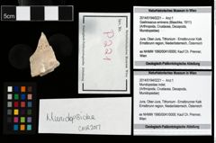 Foto (Objekt + Etikett) von Mundopsidae indet.  (NHMW-GEO-2014-0194-0221)